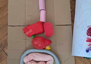 Kartonowy model układu pokarmowego z balonów, gąbek i elastycznej rurki ułożony na podłodze pracowni biologicznej.