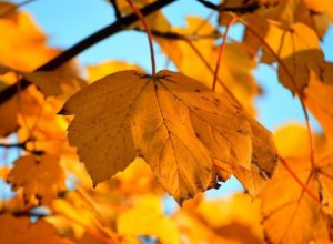 Zbliżenie na żółto-pomarańczowe liście klonu oświetlone promieniami jesiennego słońca, na tle błękitnego nieba.